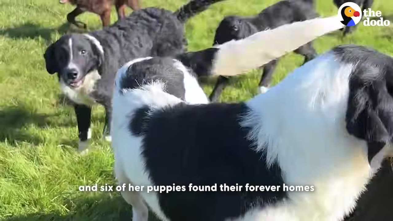Several black and white dogs run and play together in a sunny green grassy field.