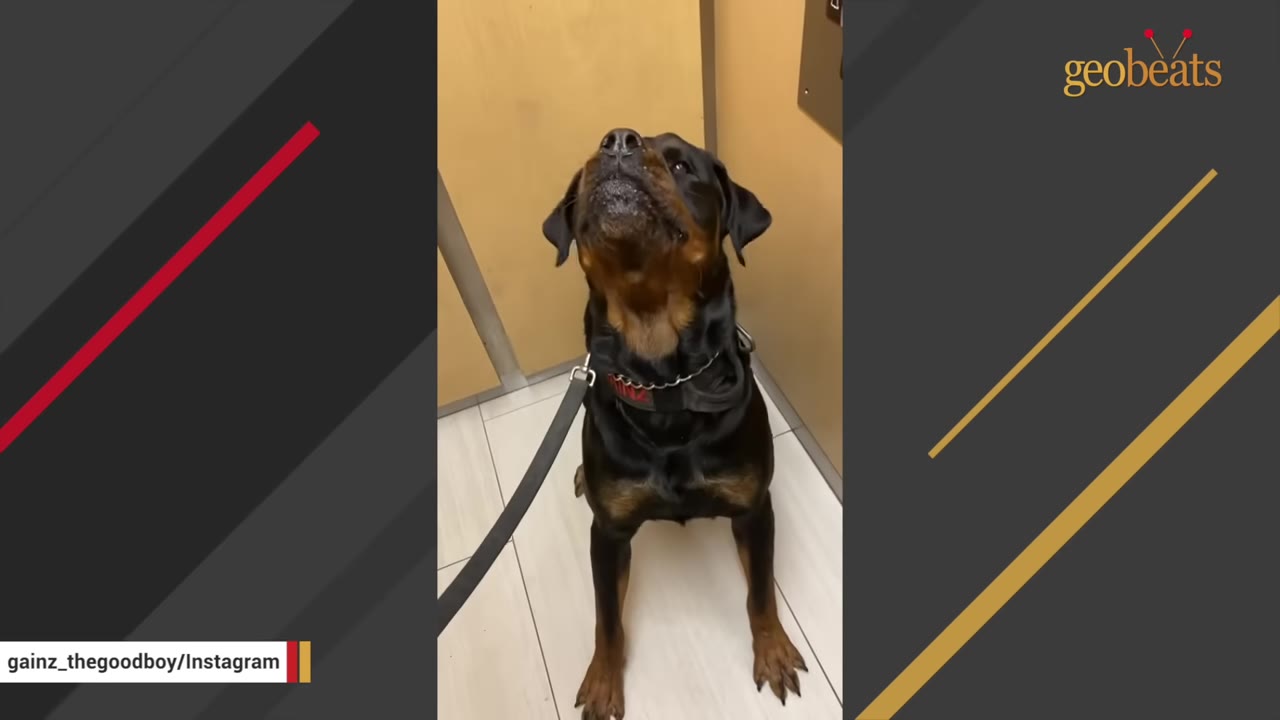 A Rottweiler on a leash sitting inside a building with tiled floors, looking up with its head tilted back.