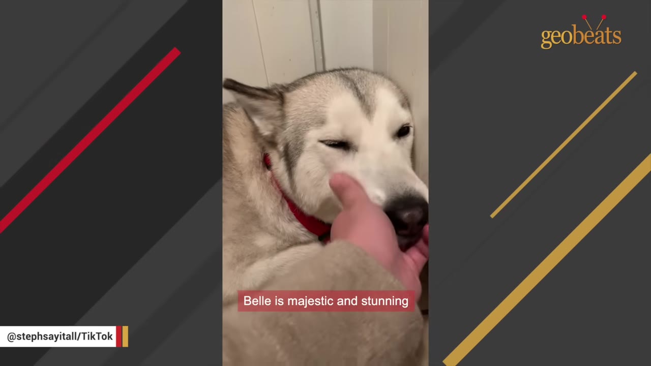 A close-up of a husky-like dog named Belle being gently stroked on the cheek by a human hand.