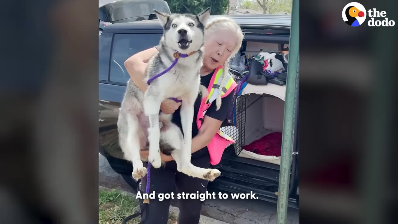 A woman wearing a pink safety vest carries a husky dog out of the back of a vehicle.