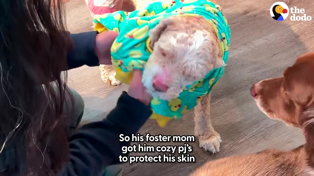 A person gently dresses a small, light-colored dog in bright green pajamas patterned with yellow ducks.