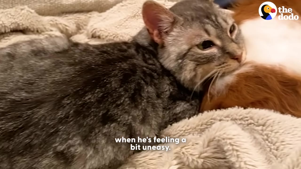 A grey tabby cat rests its head on a brown and white dog while snuggled together on a soft blanket.