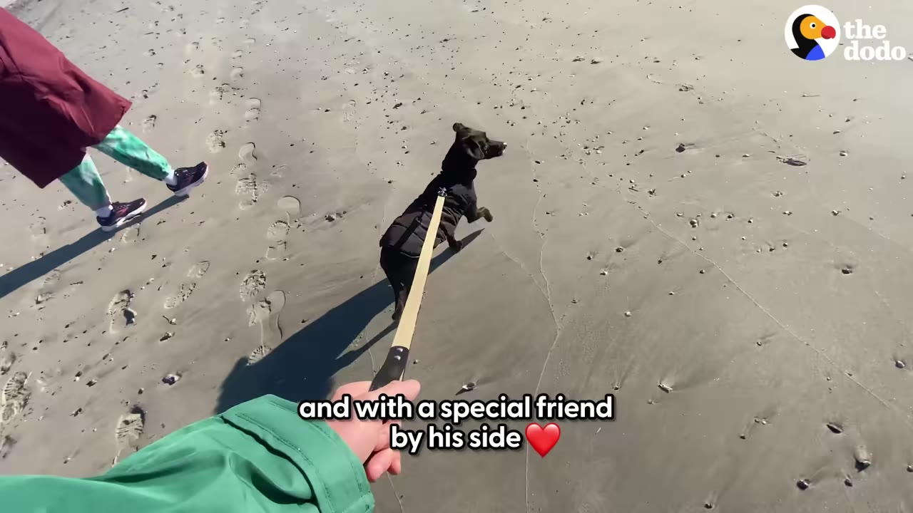 A first-person view of a person in a green jacket holding a dog's leash on a sandy beach, walking alongside another person.