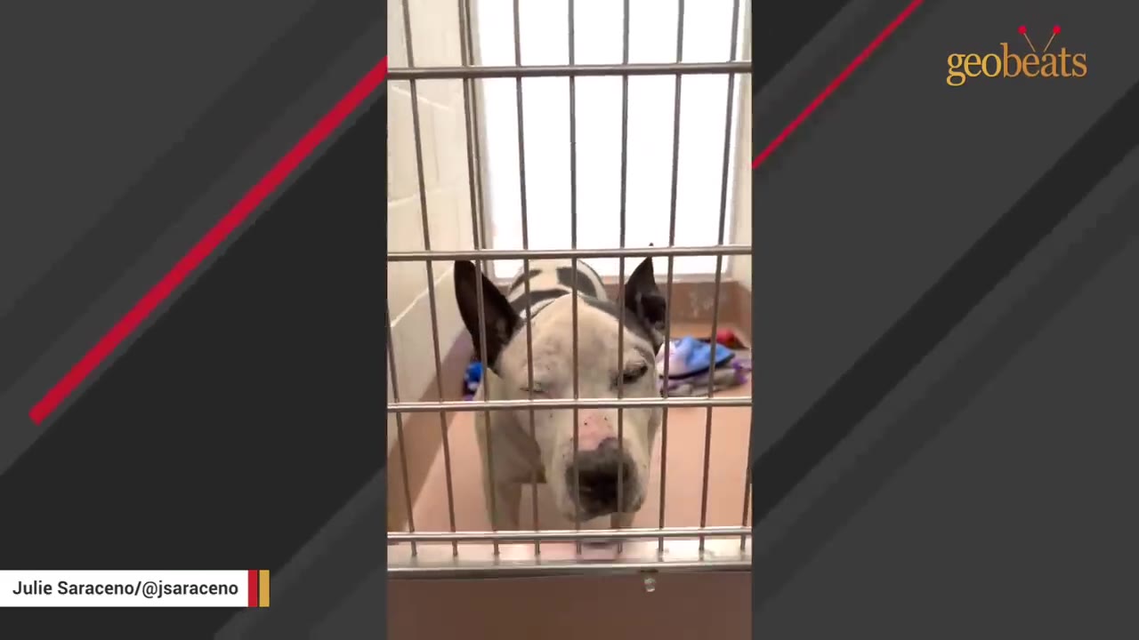 A black and white dog with pointed ears stands behind the metal bars of a shelter kennel, looking forward with a sad expression.