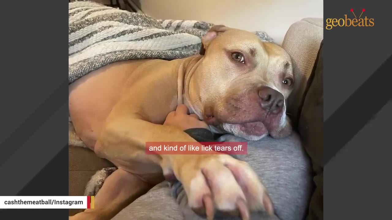 A tan pit bull dog named Cashmere rests his head on his owner's lap under a striped blanket.