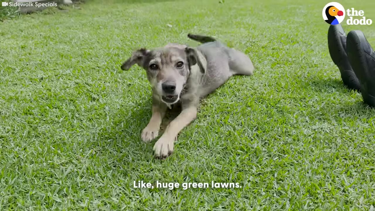 A small grey and tan dog lies happily on a lush green lawn, looking directly at the camera.