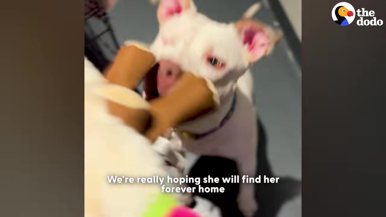A white dog with pink ears looks up playfully while holding a toy in its mouth.