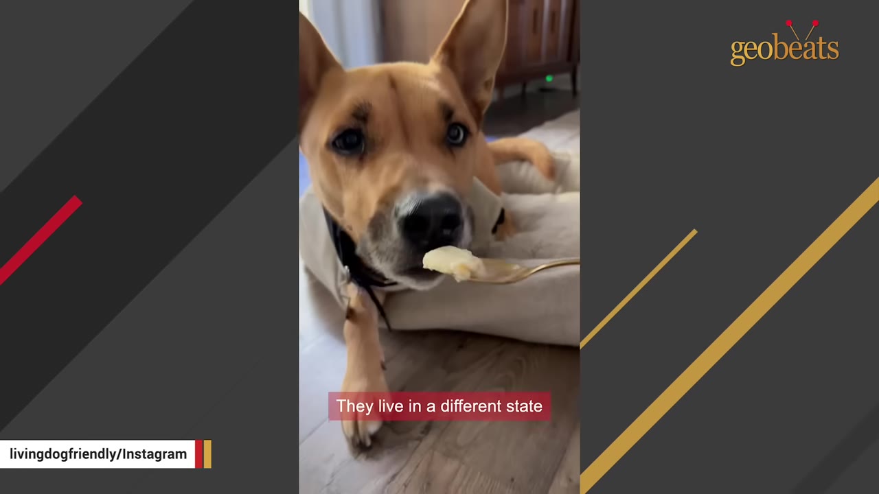 A tan dog with pointed ears lies on a dog bed and licks ice cream from a spoon.