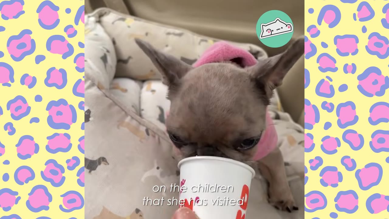 A small French bulldog wearing a pink sweater licks the inside of a small white cup.