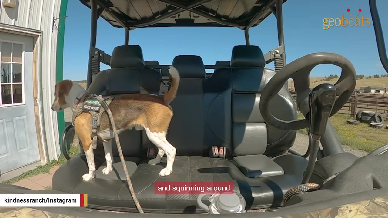 A brown and white beagle wearing a harness stands on the black leather seat of an off-road vehicle, wagging its tail.