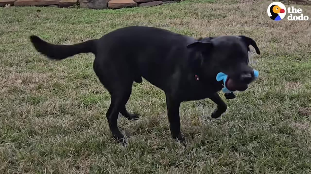 A black dog stands on a grassy lawn holding a blue toy in its mouth.