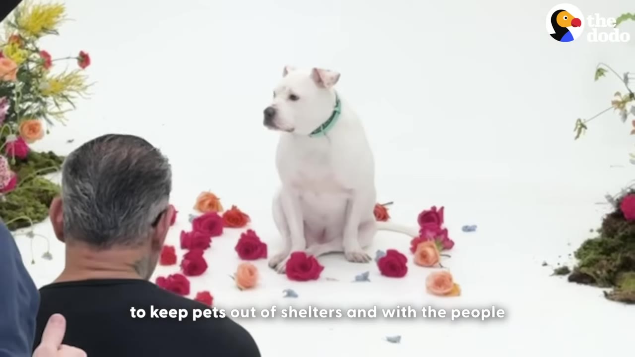 A white dog with a green collar sits on a white studio floor surrounded by scattered pink and orange roses, while a man in a black shirt is seen from behind in the foreground.