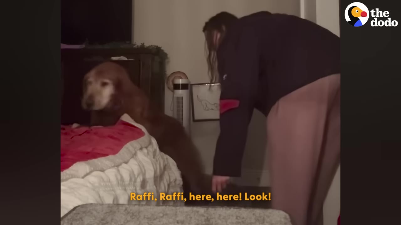 A woman guides her senior dog, Raffi, as he stands near a ramp leading up to a bed.