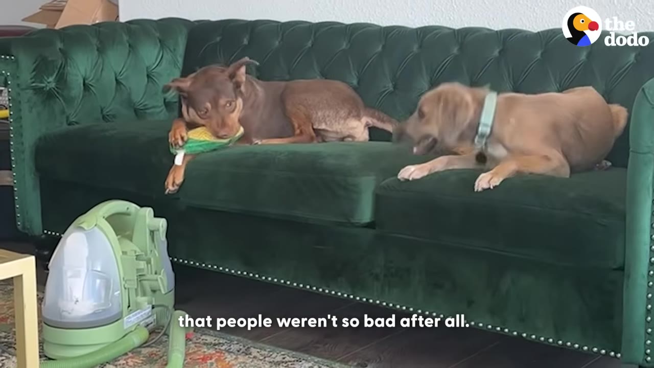 A brown dog lies on a green tufted sofa chewing on a toy while another light brown dog lies nearby looking at her.