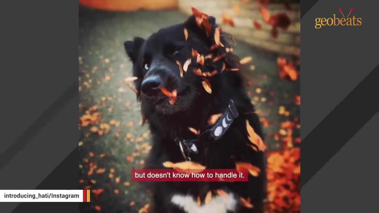 A fluffy black dog with a white chest patch looks up as orange autumn leaves fall around him.