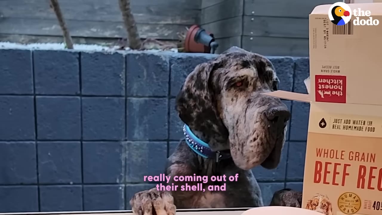 A brindle Great Dane with a blue collar peers over a ledge next to a box of dog food.
