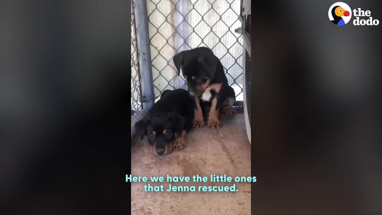 Two black and tan puppies sit inside a transport enclosure with a chain-link fence background.