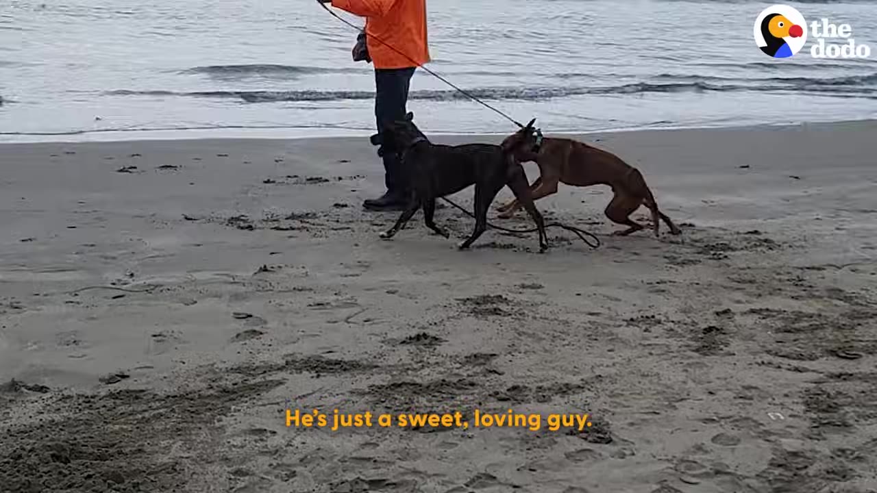 A brown dog and a black dog play together on a sandy beach near the water while a person holds a leash.