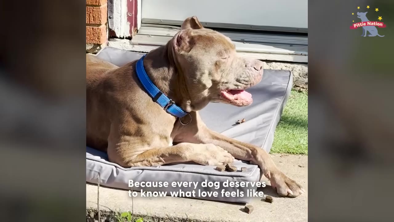 A brown pit bull wearing a blue collar lies on a grey outdoor mat in the sunshine, looking content with its mouth slightly open.