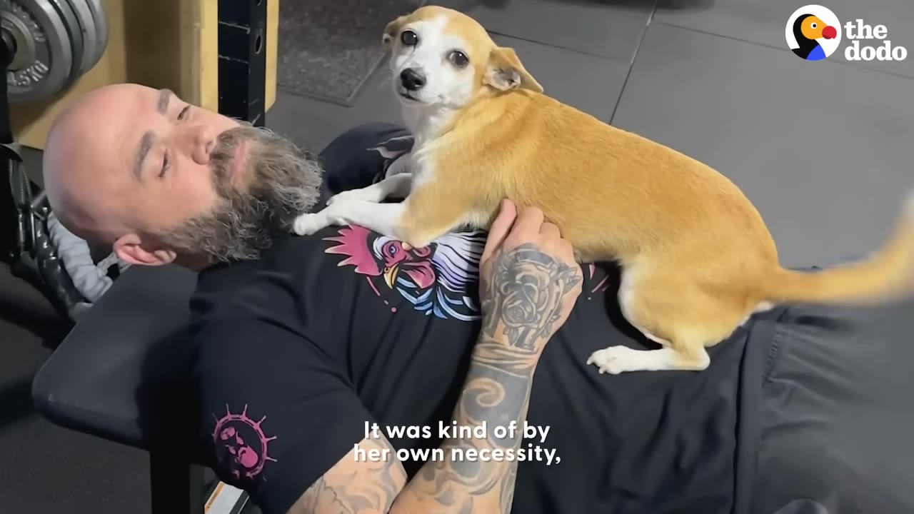 A small tan and white dog with a slight crooked smile sits on the chest of a bearded man lying on a bench press.