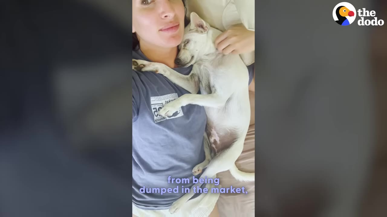 A small white dog sleeps peacefully on a woman's chest as she lies down, with her hand gently resting on the dog's back.