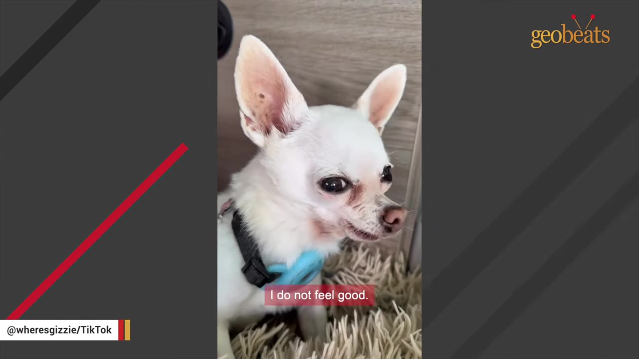 A close-up shot of Gizzie, a small white chihuahua, looking sensitive and slightly downcast while wearing a blue collar.
