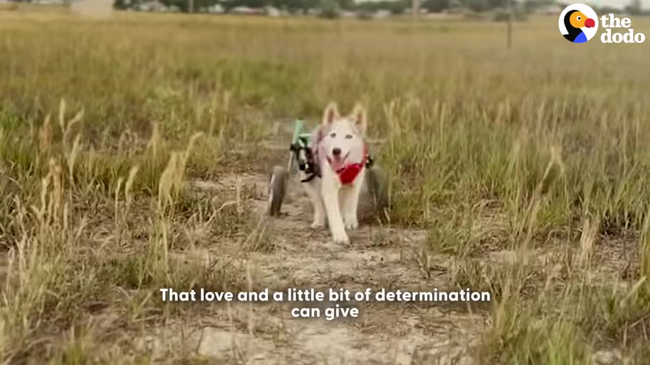 A husky dog using a rear-wheel cart walks down a dirt path in a grassy field.