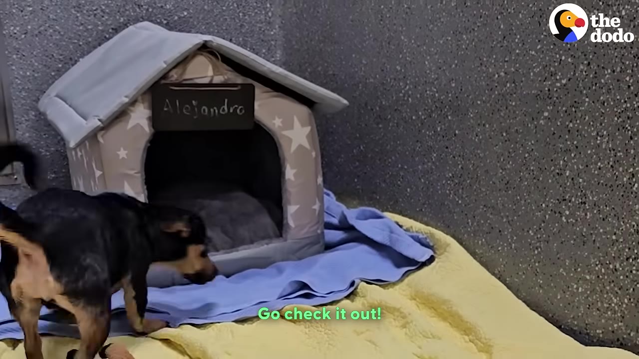 A small black and tan dog approaches a soft, star-patterned dog house with a sign that reads 'Alejandro' hanging above the entrance.