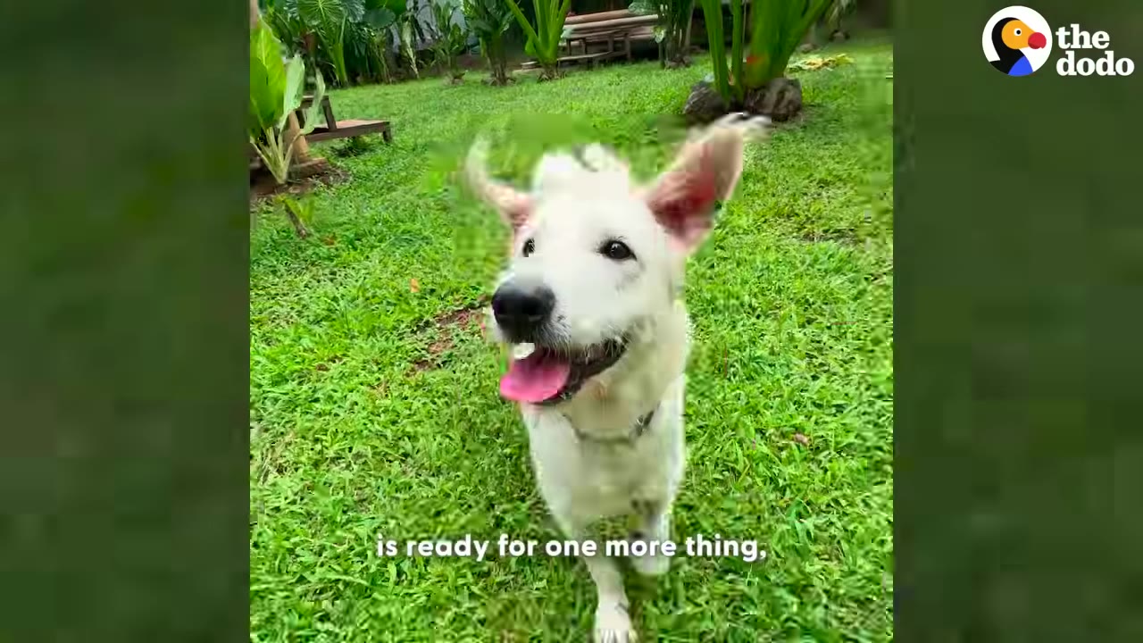 A happy white dog with its tongue out runs across a green grassy lawn.