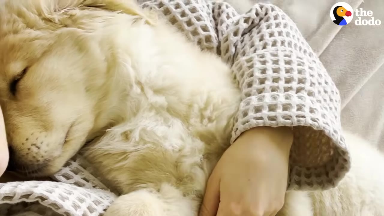 A fluffy golden puppy sleeping peacefully while cuddled up against a person wearing a white waffle-knit sleeve.