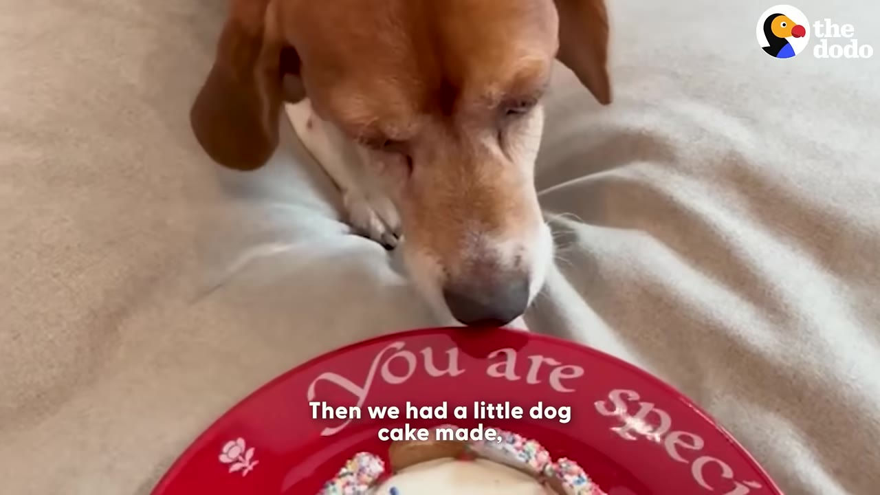 A brown and white beagle looks down at a red plate with the words 'You are special' written on it, containing a decorated dog cake.