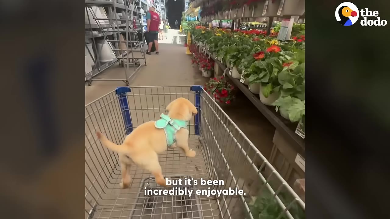 A small yellow puppy wearing a light green harness stands inside a metal shopping cart in a store aisle lined with potted plants.