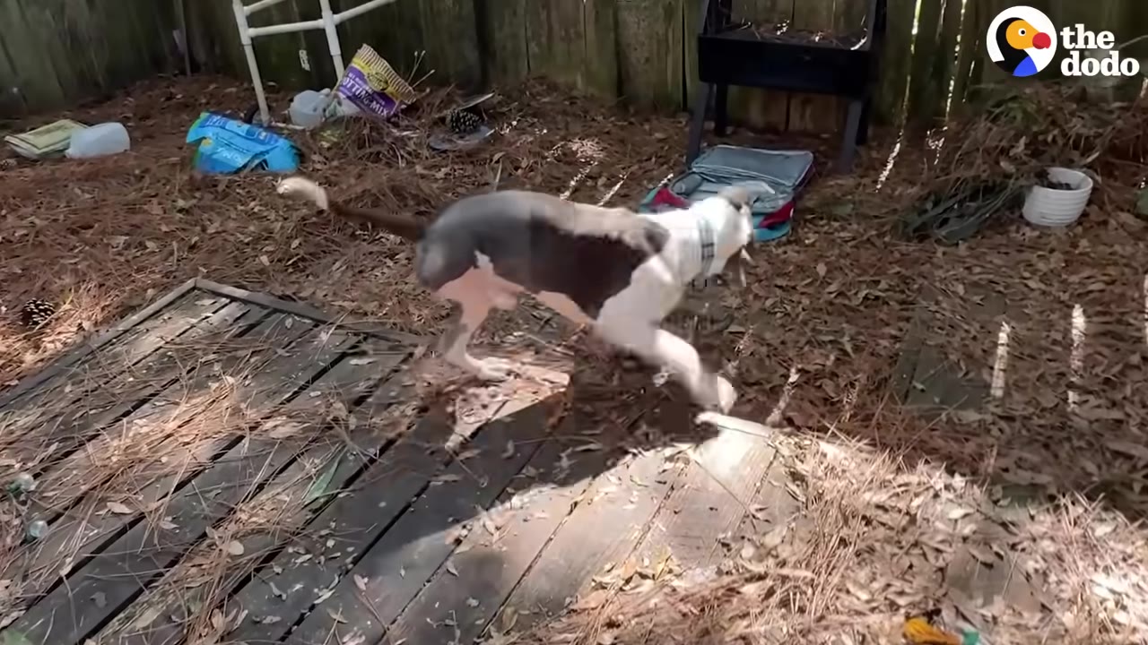 A three-legged grey and white dog running across a wooden deck in a backyard filled with pine needles.