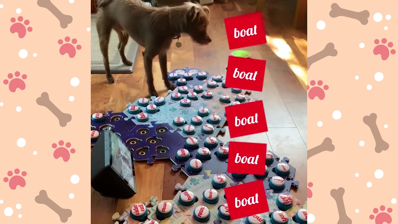 A small brown dog stands on a wooden floor next to a large array of colorful, interlocking communication buttons.