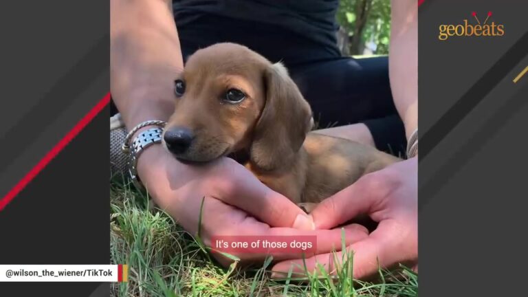 New York Dog Was The Size Of A Shoe, But His Surprising Personality Left His Mom In Awe