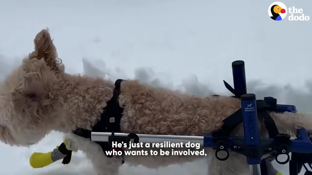 A fluffy, light brown dog wearing a black harness and yellow booties is supported by a blue canine wheelchair as he moves through the snow.