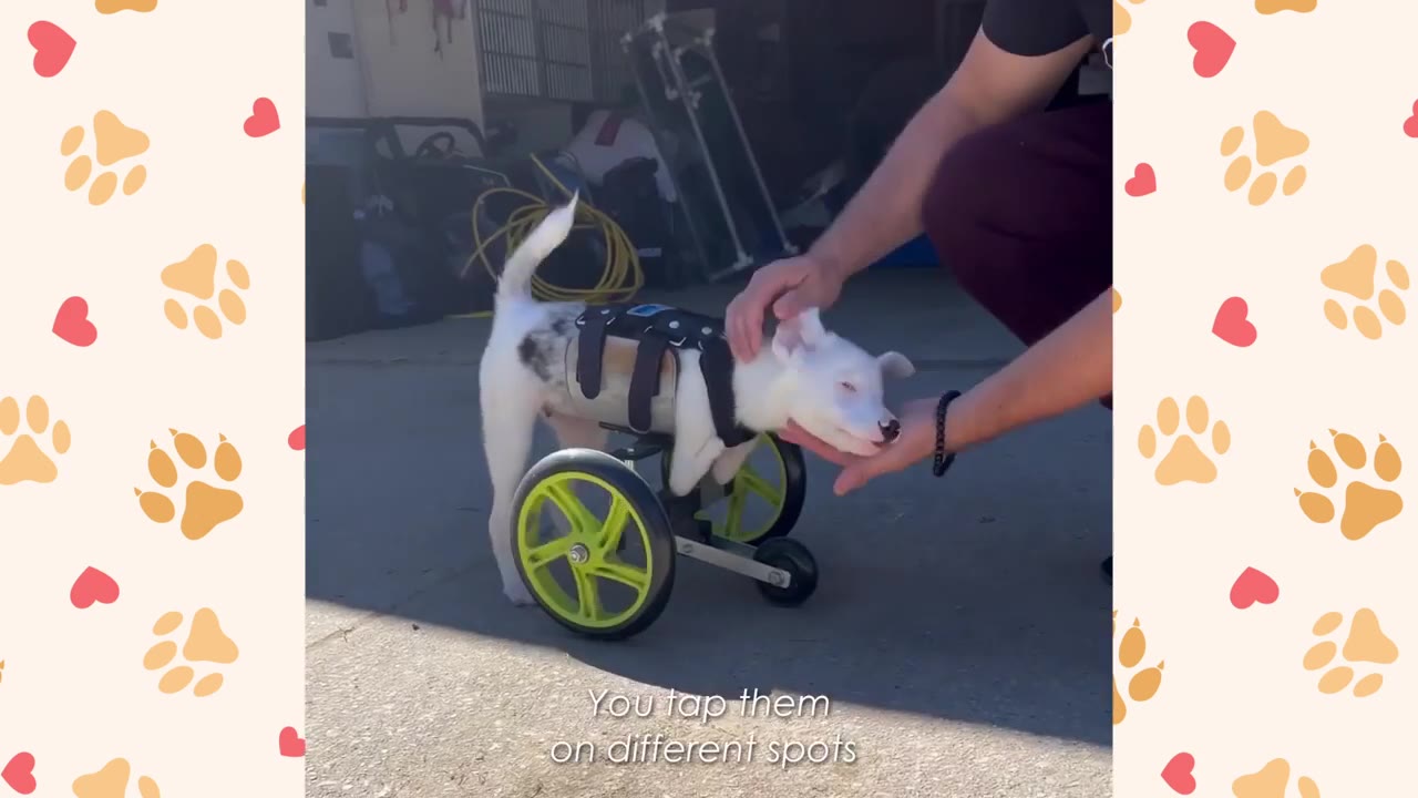 A small white puppy in a two-wheeled cart is being gently touched on the head and chin by a person's hands.