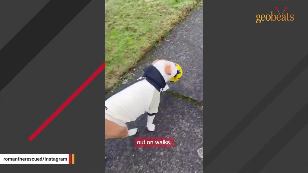 A white and brown dog wearing a white sweater and a black hood walks on a paved path next to a grassy area while carrying a yellow toy in its mouth.