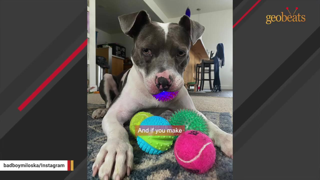 A gray and white dog named Milo lying on a rug with several colorful toy balls in front of him, holding a glowing purple ball in his mouth while looking directly at the camera.