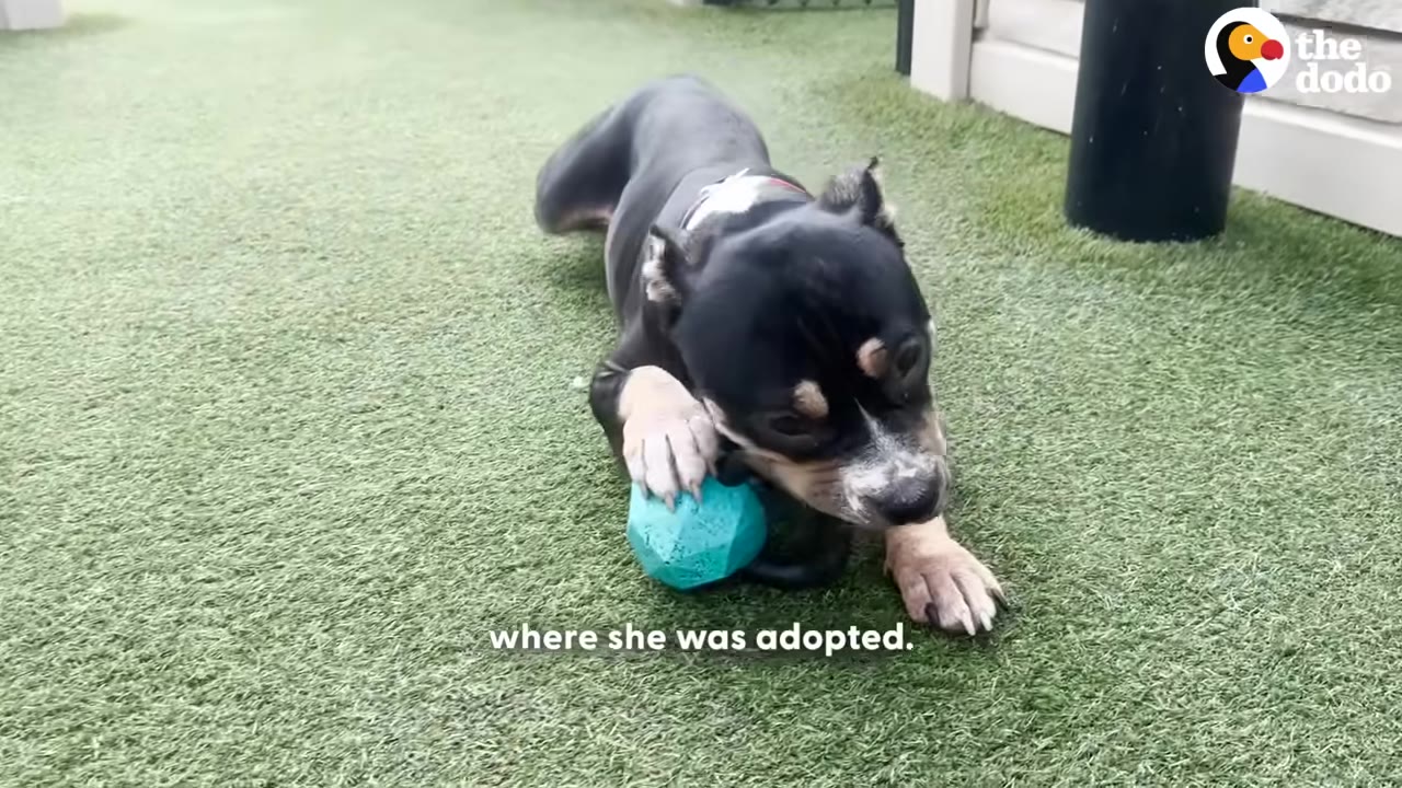 A black and white dog lies on green turf grass, chewing on a blue toy.