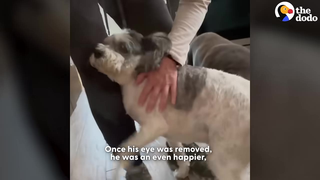 A small grey and white dog stands happily as a person pets its back, with text on screen reading 'Once his eye was removed, he was an even happier,'.