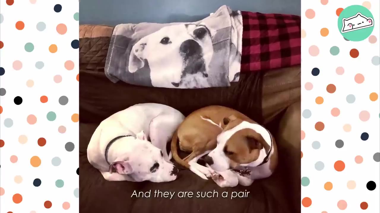 Two dogs, one white and one brown and white, curl up next to each other on a brown couch beneath a blanket printed with a dog's face.