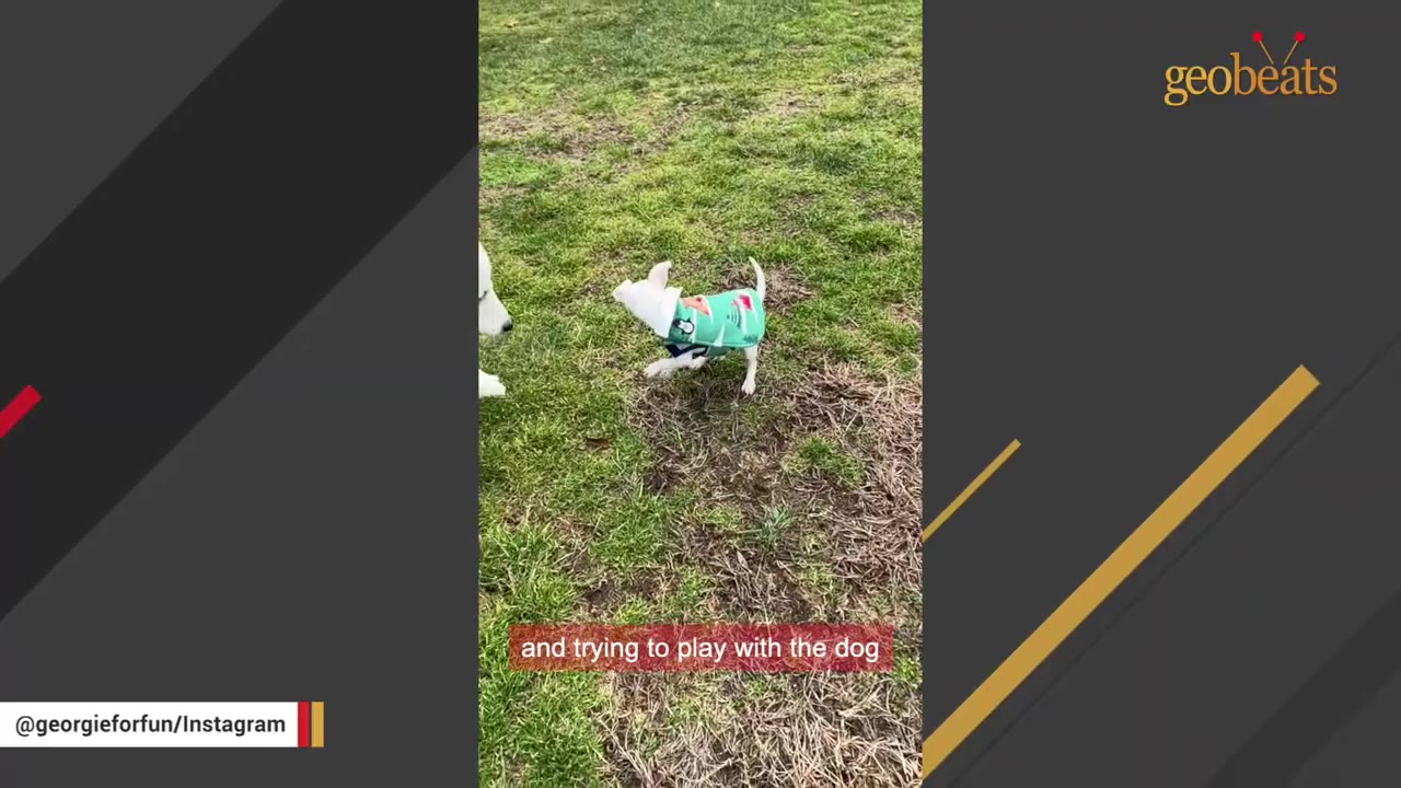 A small white dog wearing a green patterned sweater stands on a grassy lawn, looking towards another dog whose snout is partially visible on the left.