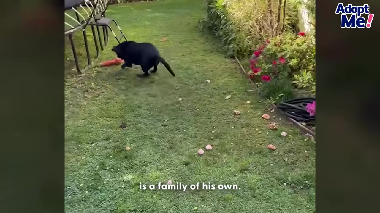 A black dog runs across a grassy lawn next to a garden bed with pink flowers.