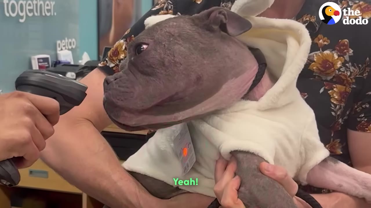 A grey, short-haired dog wearing a white fuzzy hooded bunny outfit is held by a person.
