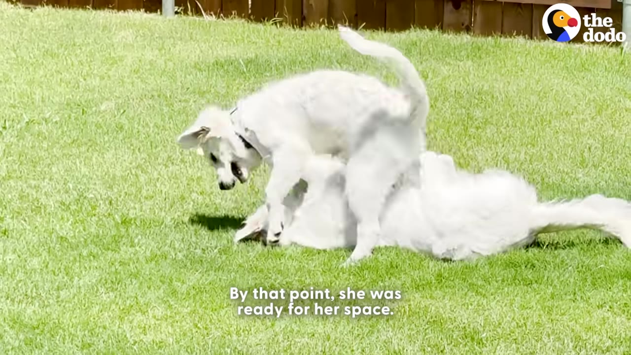 Two white dogs playfully wrestling on a green grassy lawn.