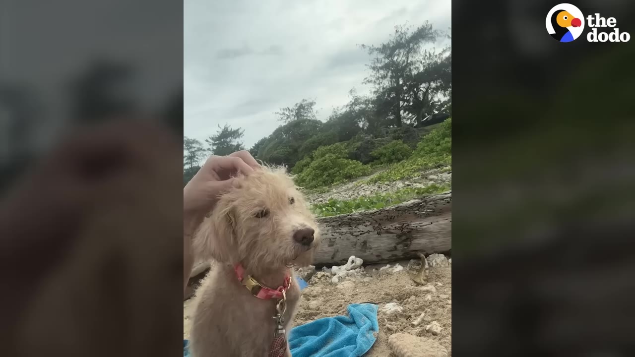A scruffy light-brown dog wearing a pink collar sits on a sandy beach while being gently petted on the head.