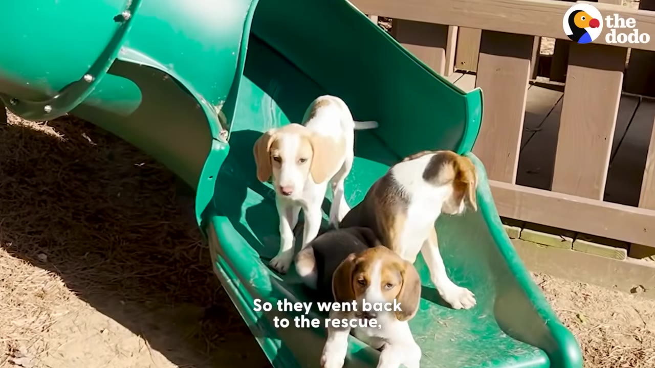 Three beagle puppies playing on a green plastic slide outdoors.