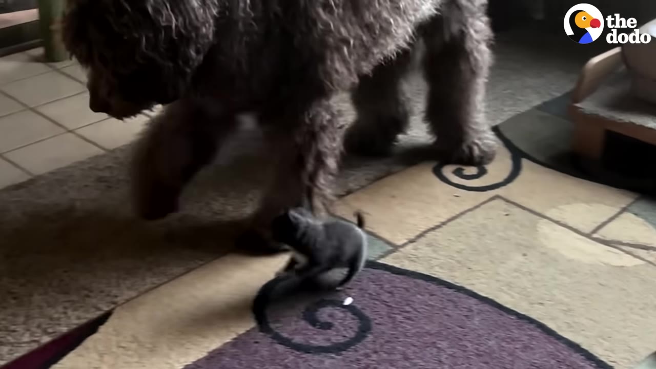 A tiny grey puppy walks on a patterned rug next to a large, shaggy brown dog.