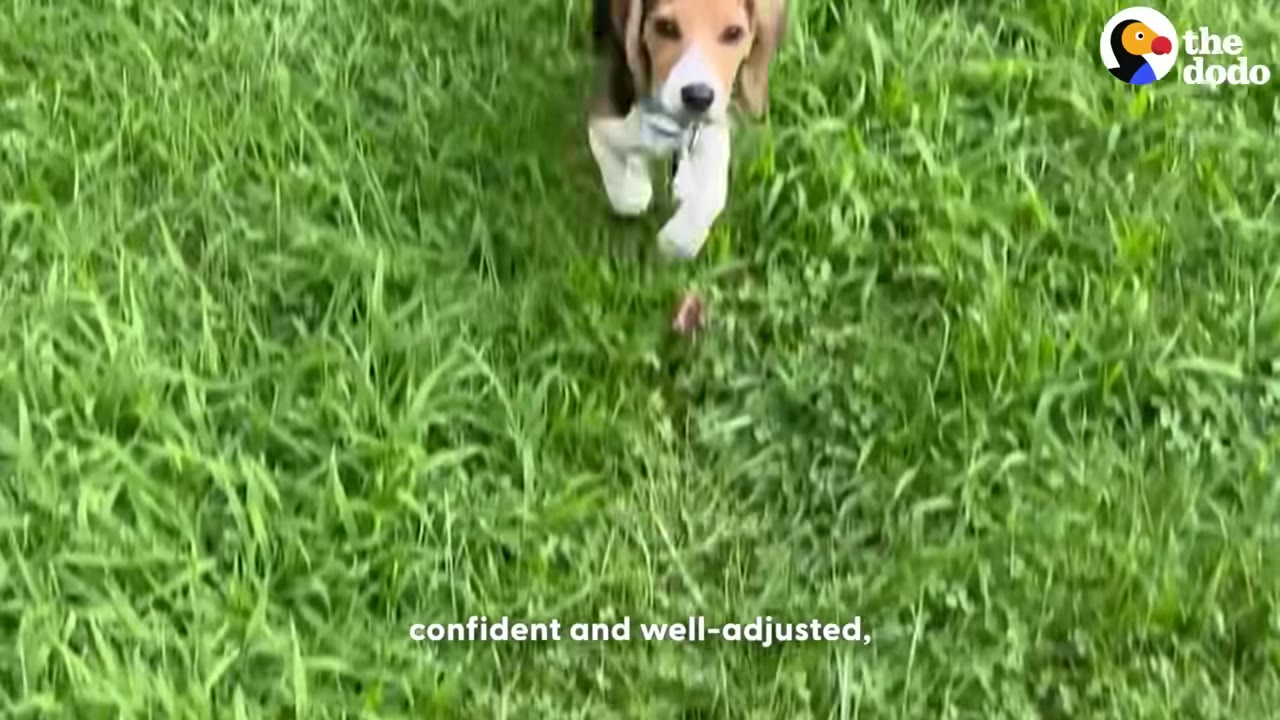 A young beagle puppy running forward through lush green grass.